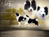 Vente de chiots Laika de Yakoutie (LOF)