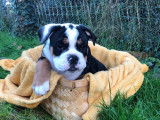 Chiots Old English Bulldog à vendre