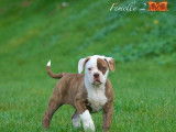 Magnifique chiots Bouledogues Américains à vendre
