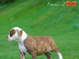 Magnifique chiots Bouledogues Américains à vendre