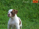 Magnifique chiots Bouledogues Américains à vendre