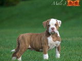 Magnifique chiots Bouledogues Américains à vendre