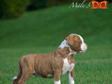 Magnifique chiots Bouledogues Américains à vendre