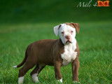 Magnifique chiots Bouledogues Américains à vendre