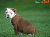 Magnifique chiots Bouledogues Américains à vendre
