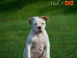 Magnifique chiots Bouledogues Américains à vendre