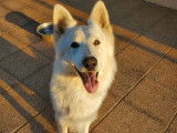 Mâle Berger Blanc Suisse disponible pour saillie