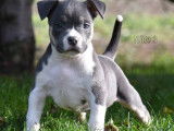 Chiots American Bully standard