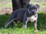 Chiots American Bully standard