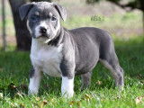 Chiots American Bully standard
