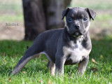 Chiots American Bully standard