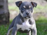 Chiots American Bully standard