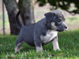 Chiots American Bully standard