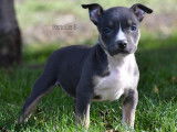 Chiots American Bully standard