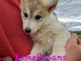 Chiot Husky de Sibérie LOF à vendre
