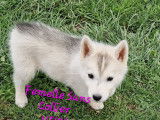 Chiot Husky de Sibérie LOF à vendre