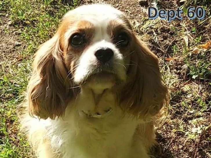 Chienne Cavalier King Charles de 7 ans à adopter