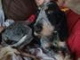 Chiot femelle de 8 mois à donner
