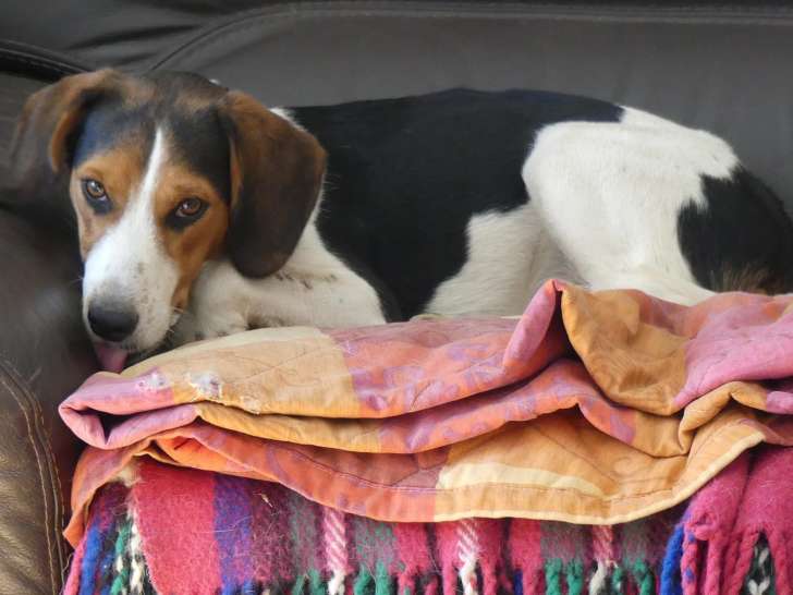 Chienne Beagle d'un an à adopter