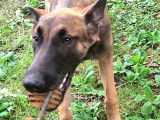 Simone à adopter