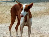 Chien Podenco de 2 ans à donner