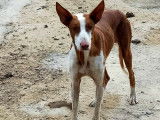 Chien Podenco de 2 ans à donner