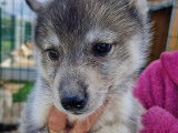 Chiots Husky de Sib&eacute;rie LOF &agrave; vendre