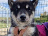 Chiots Husky de Sib&eacute;rie LOF &agrave; vendre