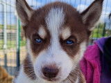 Chiots Husky de Sib&eacute;rie LOF &agrave; vendre