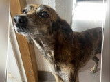 Chien d'un an à donner