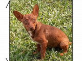 Chiot mâle de 5 mois à donner
