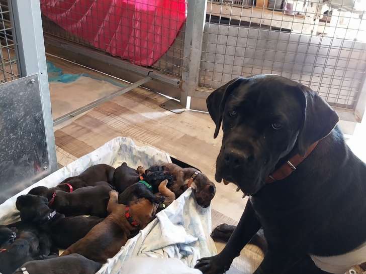Chiots Cane Corso à vendre