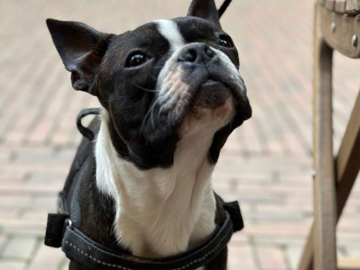 Chiots Boston Terrierr LOF à vendre