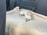 Mâle Chihuahua disponible pour saillie