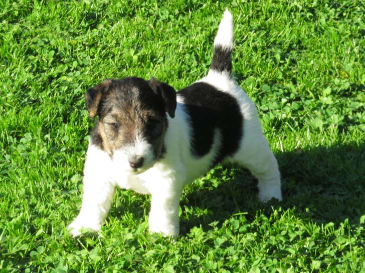 Chiots Fox Terrier LOF de très belles origines à vendre