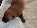 Chiots Eurasier LOF à vendre