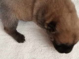 Chiots Eurasier LOF à vendre