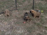 Chiots Eurasier LOF à vendre