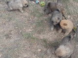 Chiots Eurasier LOF à vendre