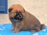 Chiots Eurasier LOF à vendre