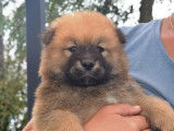 Chiots Eurasier LOF à vendre