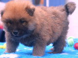 Chiots Eurasier LOF à vendre