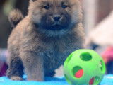 Chiots Eurasier LOF à vendre