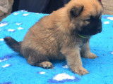 Chiots Eurasier LOF à vendre