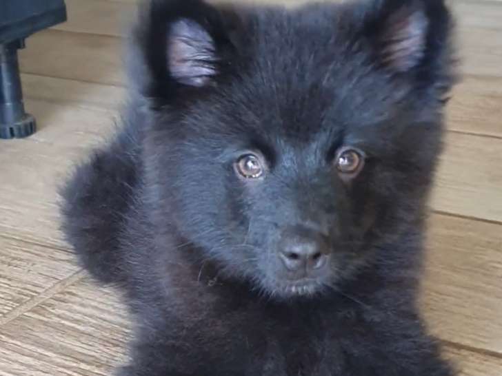 Usher, chiot mâle noir de type Pomsky à vendre