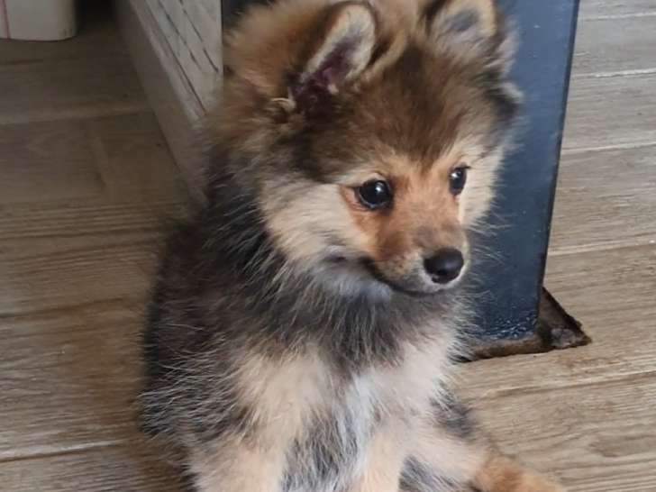 Umbrella, chiot femelle de type Pomsky à vendre