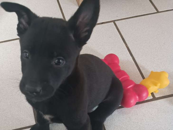 Chiots de race Berger Belge Malinois à vendre (5 mâles)