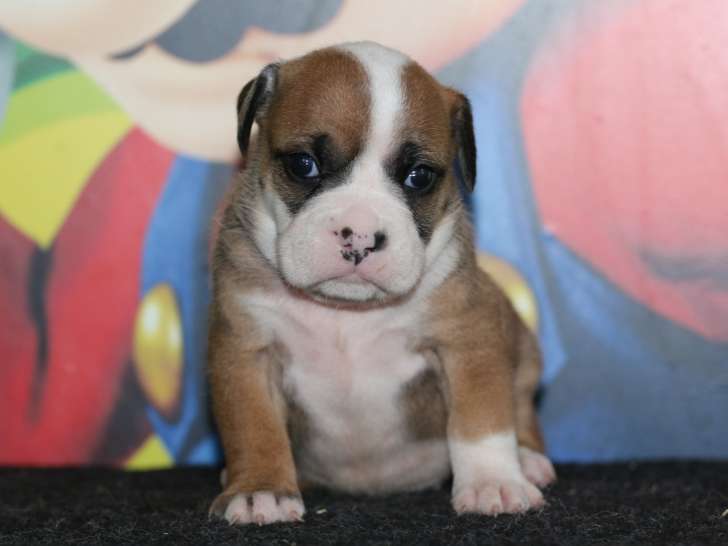 Magnifiques chiots Bulldog Continental LOF à réserver