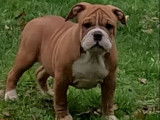 DISPO DE SUITE chiots lof bulldog continental