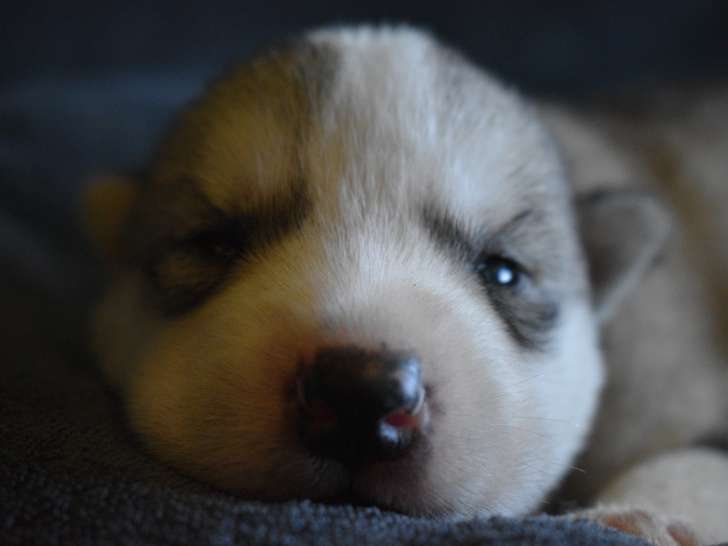 Chiots Husky de Sibérie à vendre